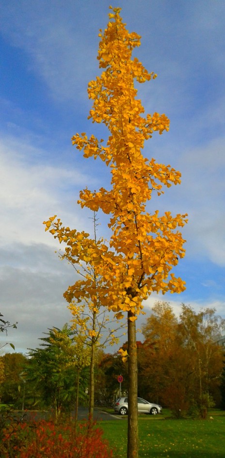 Yellow colored leaves are due to carotenoids